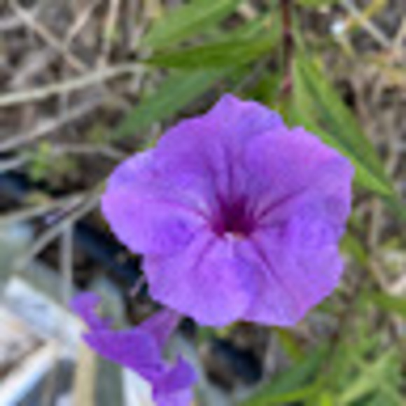 Meet your Posher, Lyn - Picture 1 of 1